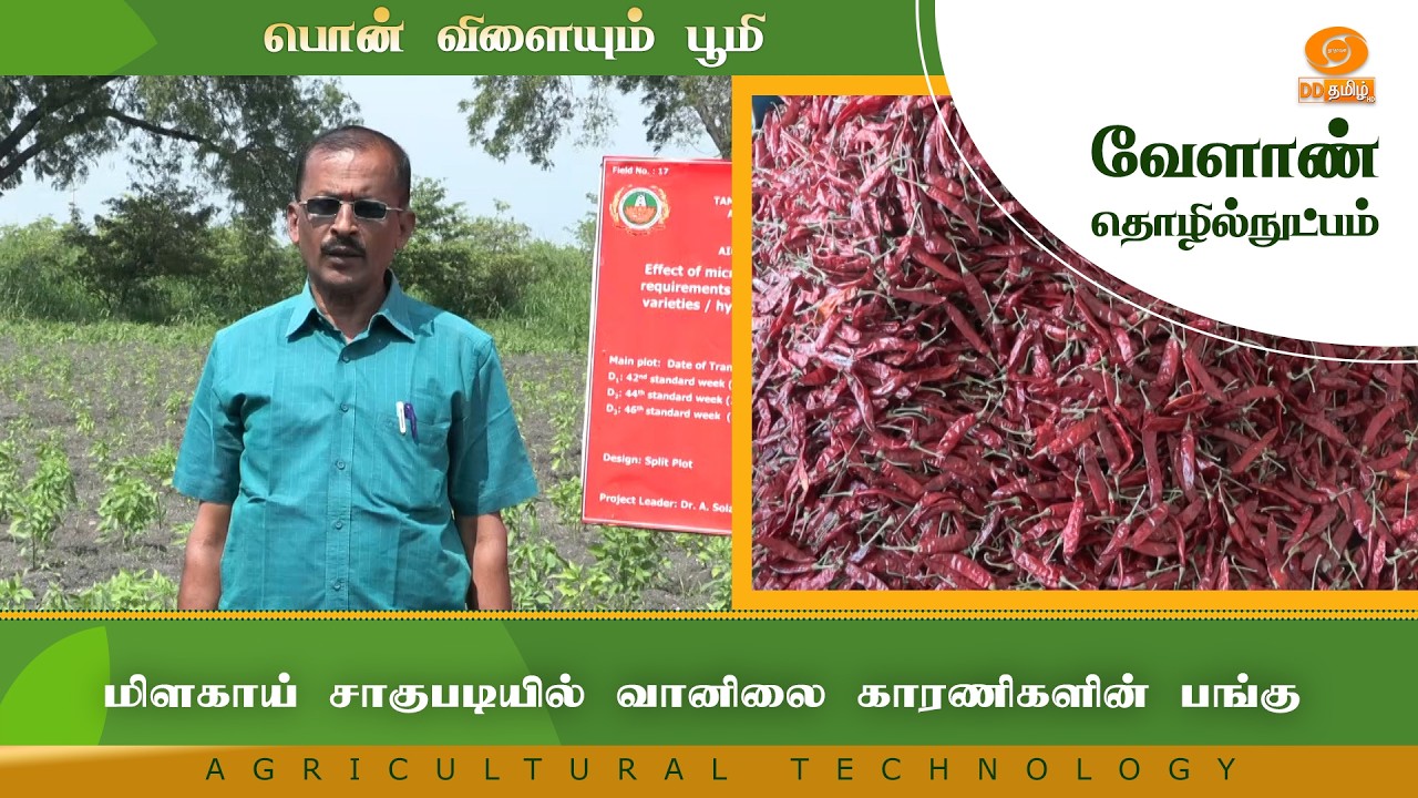 மிளகாய் சாகுபடியில் வானிலை காரணிகளின் பங்கு | Agriculture Technology