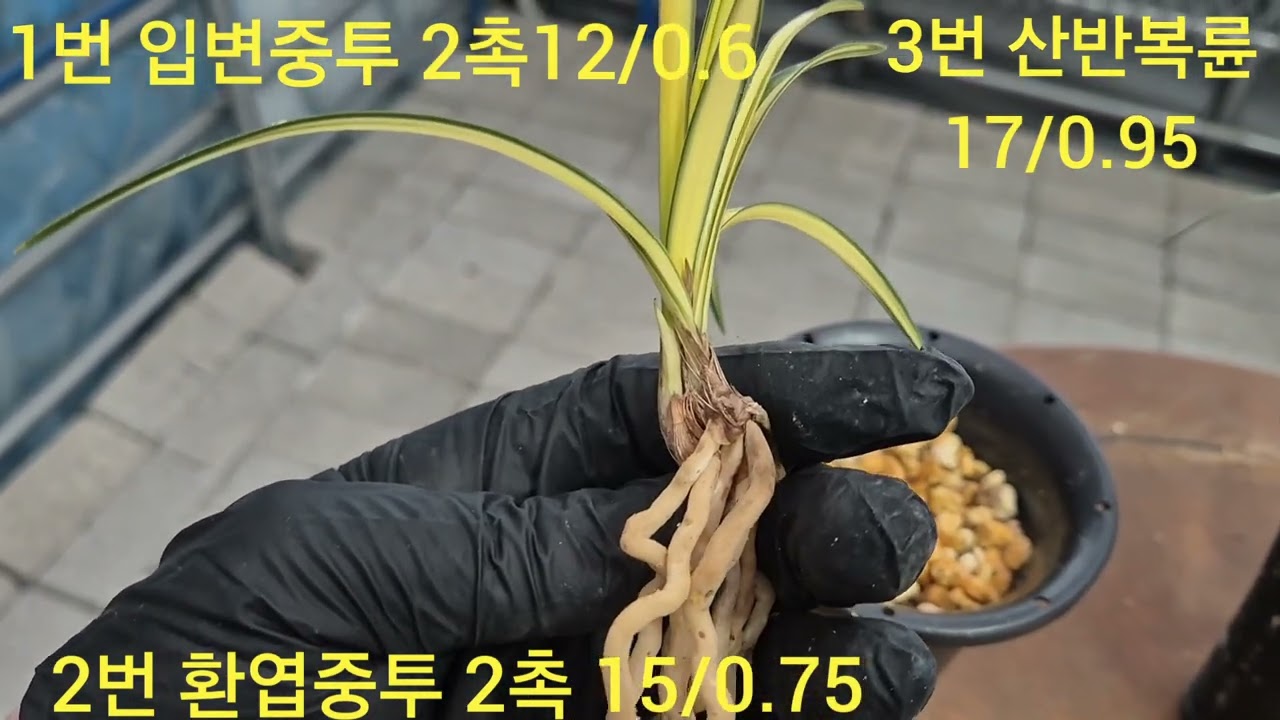 2026년 2월 18일 1번 입변중투 30만원  2번 환엽중투 18만원  3번 황산반복륜10만원  난소장  010 8553 8255