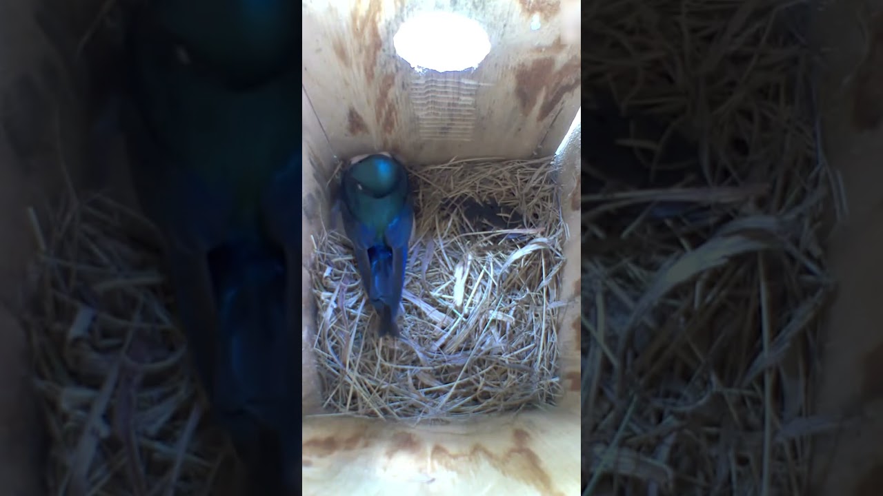 Feathers for insulation #birds #nestboxcamera #birdhousecamera