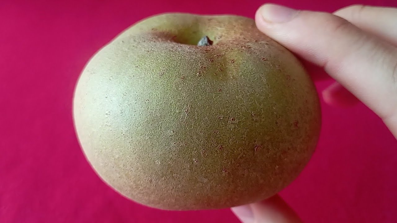 Manzana Reineta gris de El Bierzo D.O.P. 🇪🇸 | Catando frutas 🍌 🍉 
