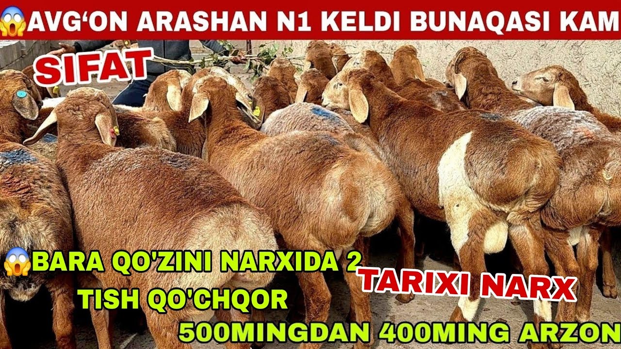 😱Bara qo’zini narxida 500mingdan 400ming arzon arashan sifat taroziga xam k G’aybullo aka rekort qo