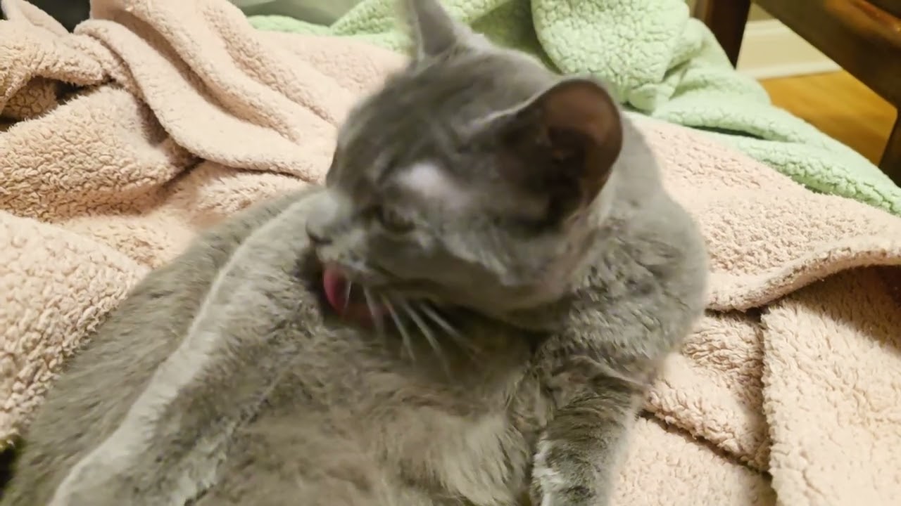Dry bath #kitten #PG