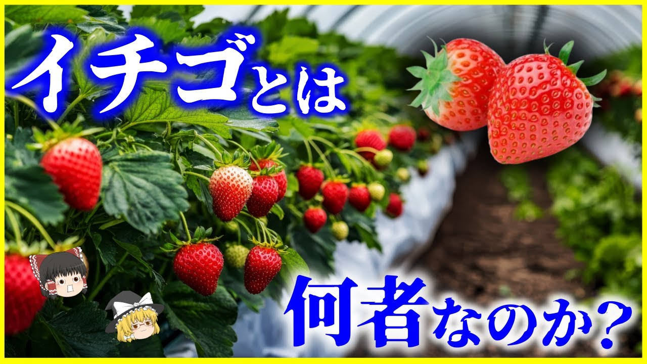 【ゆっくり解説】実は果物ではない!?「イチゴ」とは何者なのか？を解説/進化を続けるいちご品種改良といちごの繁殖方法ランナーとは？