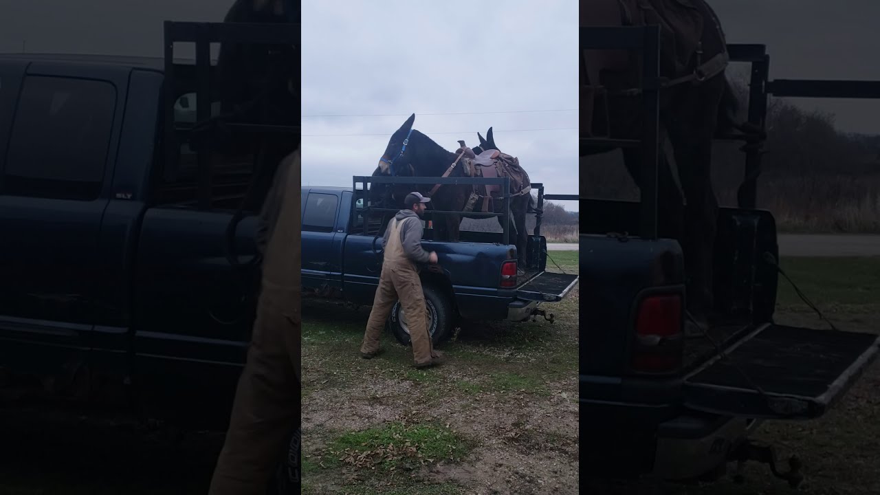 How To Load Jumping Mules In A Truck