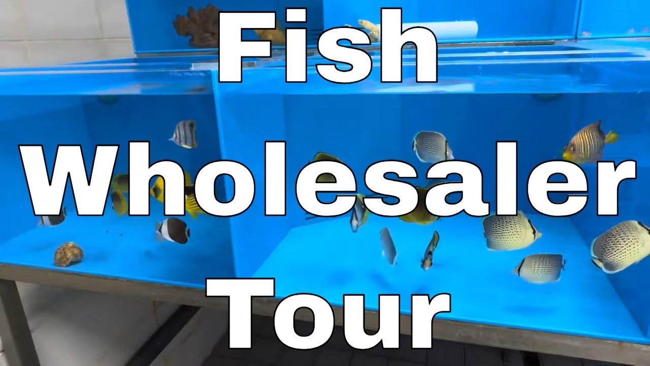 Tour of Europe's Largest Fish Wholesaler Ft. ReefDork, AmyDoesSomeStuff and Many More