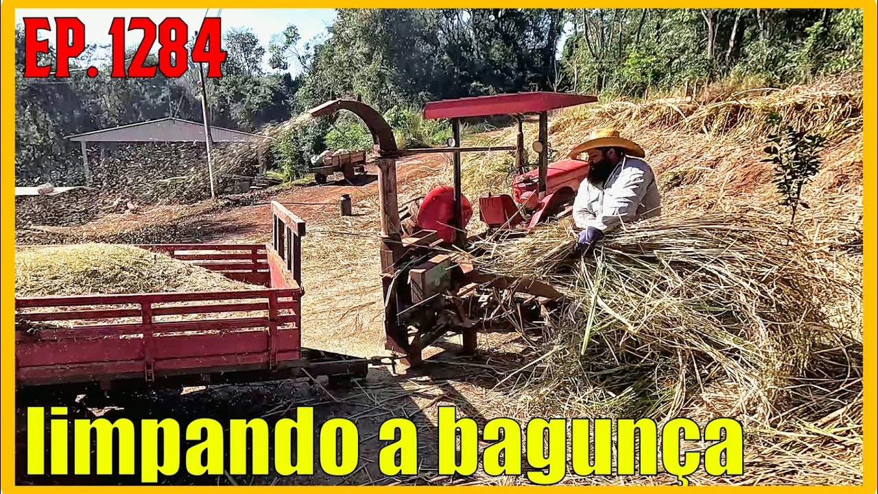 moendo capim vetiver pra fazer serragem grátis