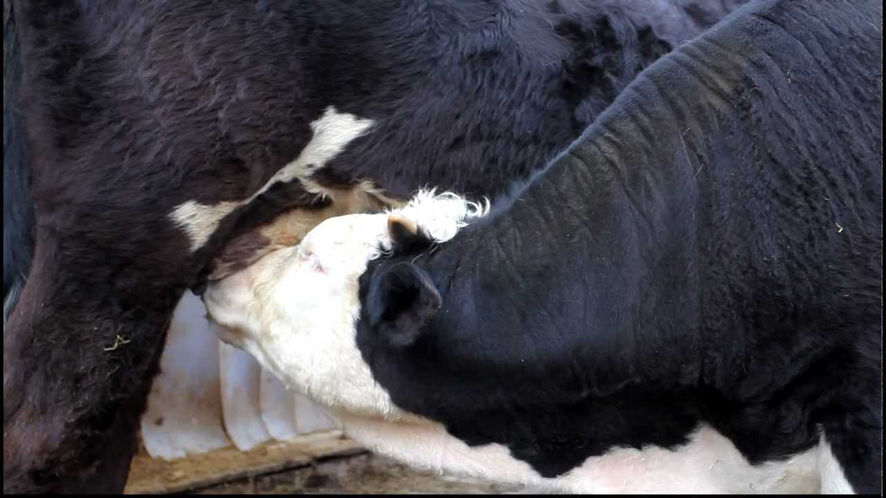 Die Kuhmilch macht's -  f&uuml;r's Kalb .....
