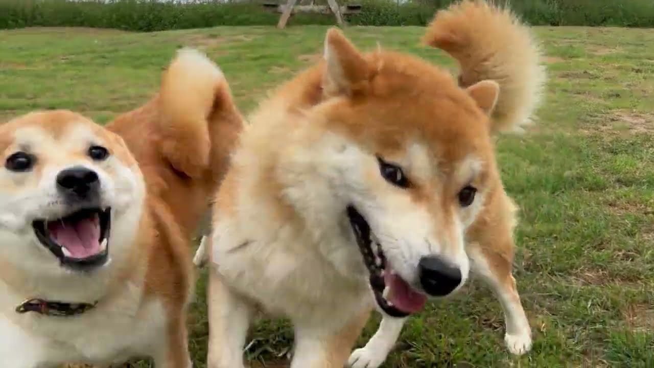 Saillie du shiba ou plutôt  Parade nuptiale