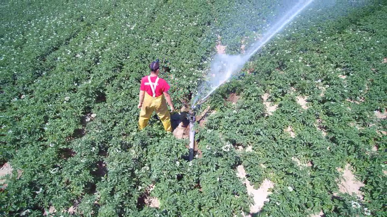 Irrigating potatoes with irrigation guns