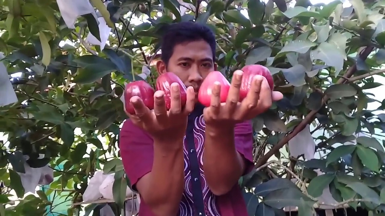 JAMBU AIR BLACK KINGKONG
