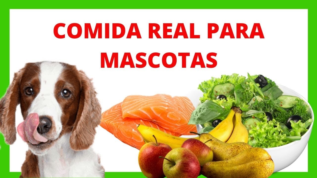 🔥 MEJOR comida para PERROS - Alimentos NATURALES vs CROQUETAS