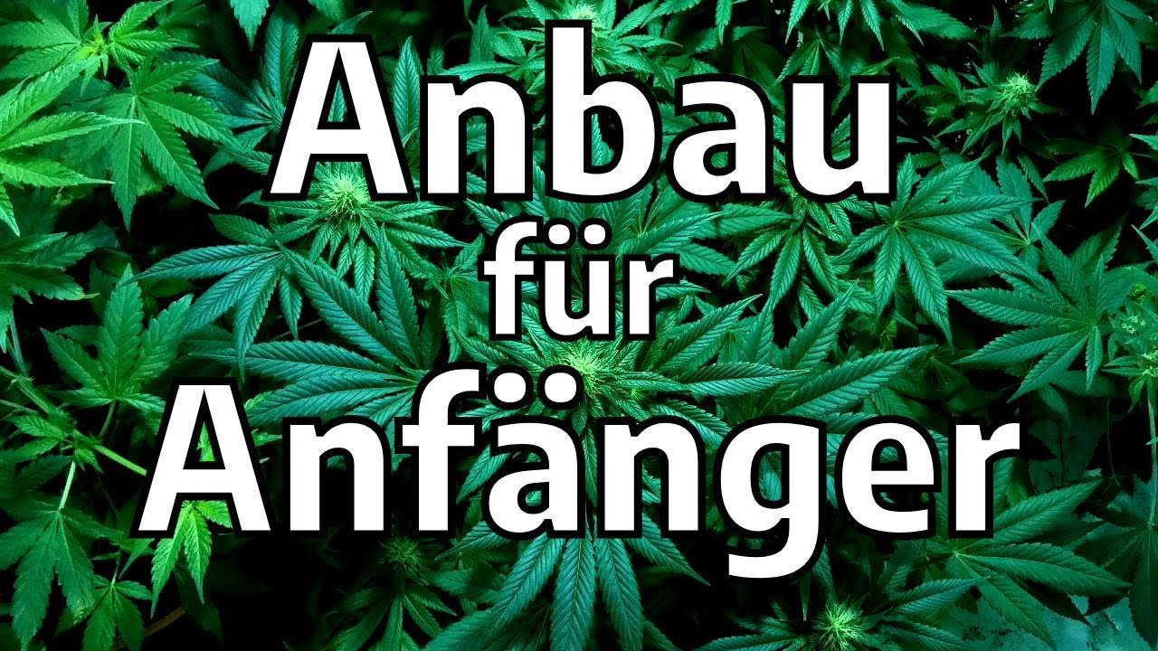 Cannabis Anbau f&uuml;r Anf&auml;nger - Was brauche ich alles?