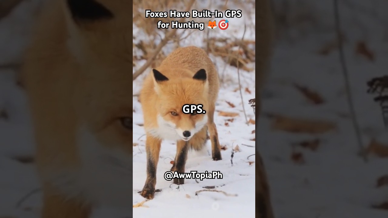 Foxes Have Built-In GPS for Hunting 🦊🎯 