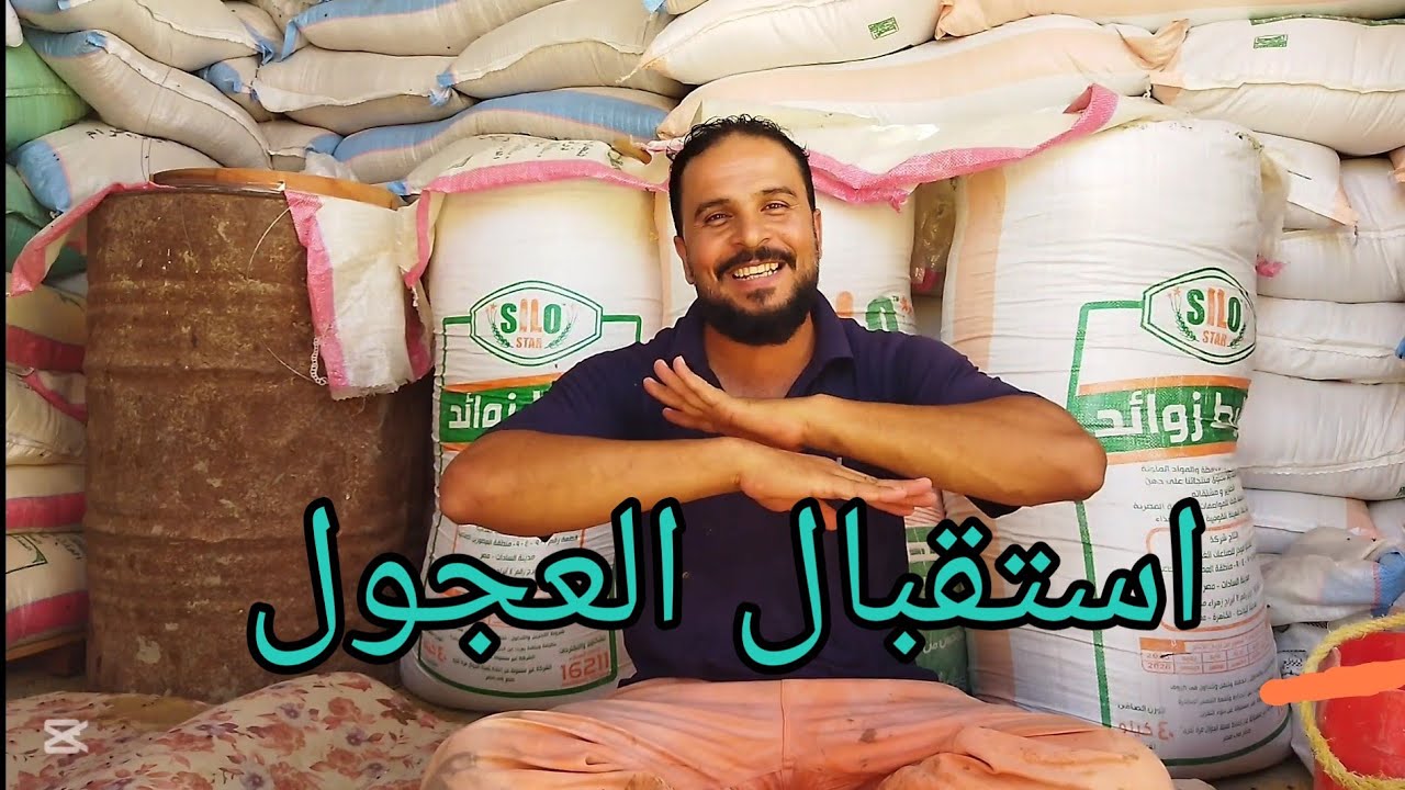 استقبال العجول التسمين مع حسن الفار