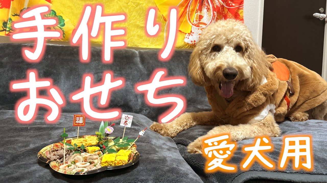 意外と簡単！愛犬用おせち作り❤️　#大型犬と暮らす#多頭飼い#ゴールデンドゥードル#シーズー#2026#NewYear#新年#迎春#あけましておめでとうございます