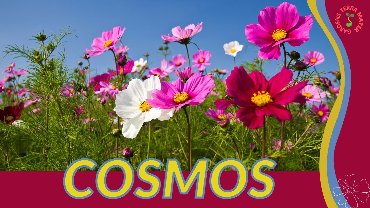 Информация и советы по выращиванию КОСМОС!! (Cosmos bipinnatus)