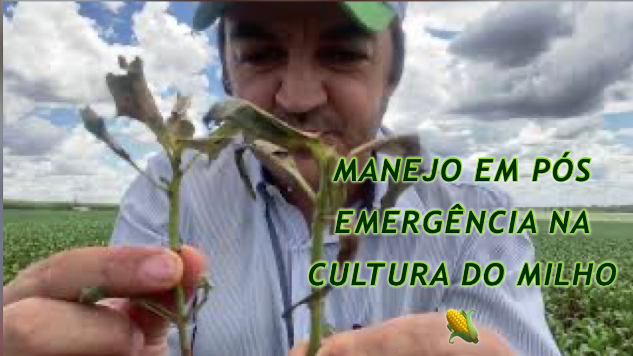 Manejo de ervas daninhas na cultura do milho. Pós emergente na cultura do milho 🌽