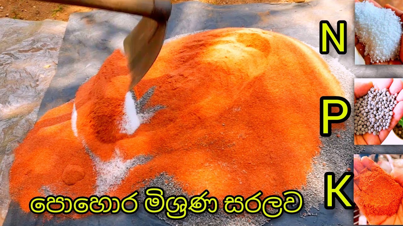 යුරියා:මඩපොහොර :රතුකුඩු 🌳   මිශ්‍රණ අනුපාත. N:P:K fertilizer #satisfying #agriculture #farming