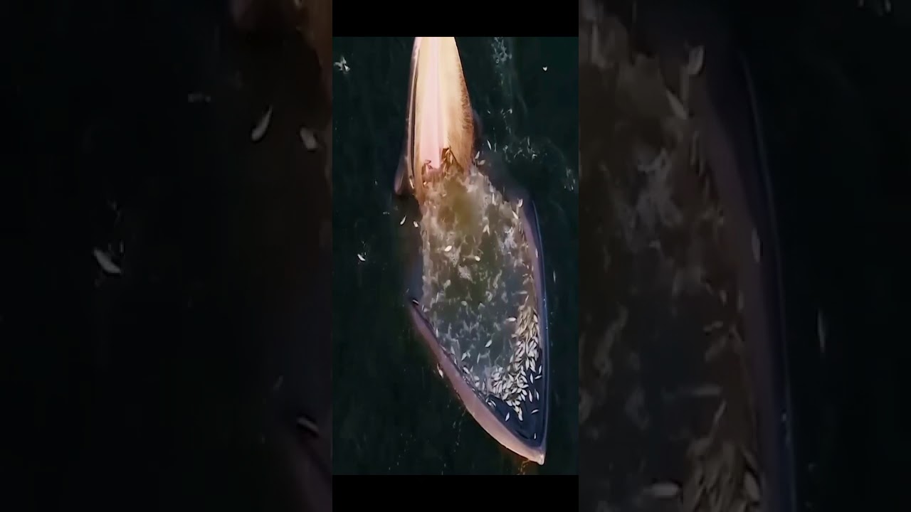 big whale open mouth