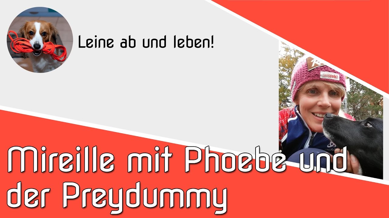 Hundetrainer - Mireille zeigt mit Phoebe, Preydummy &Uuml;bungen | Apportieren
