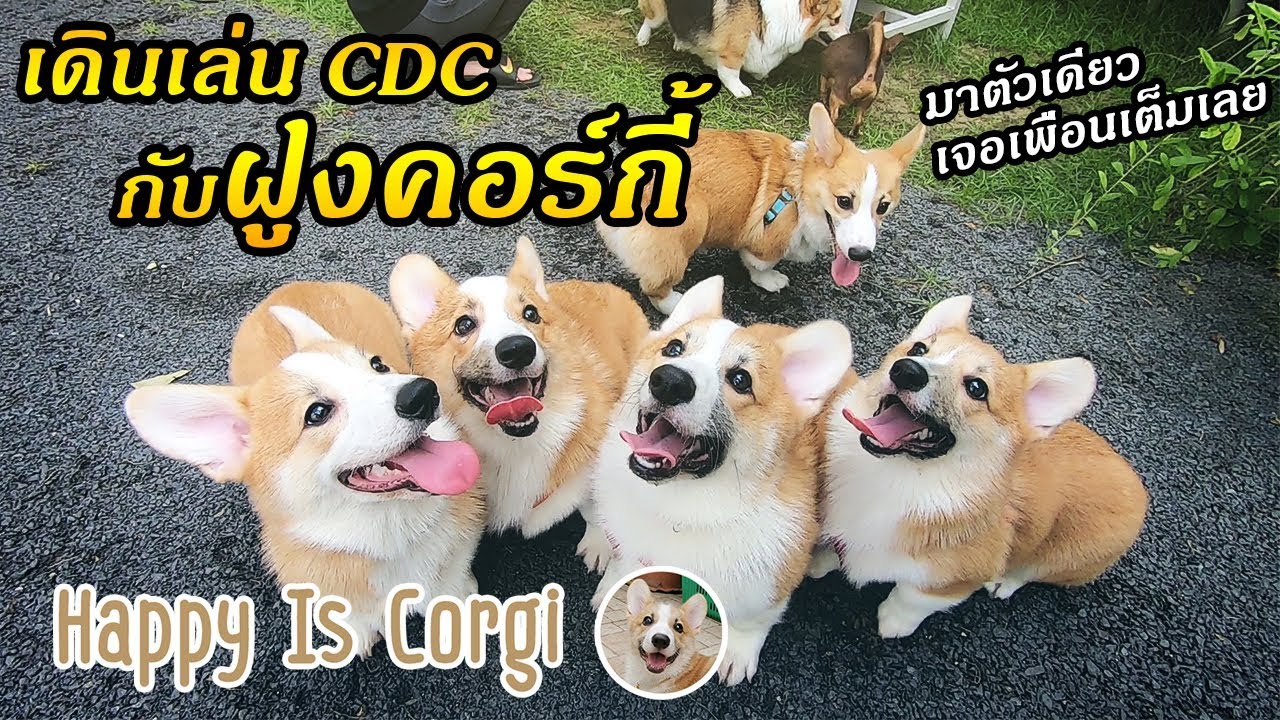 พาลูกหมาคอร์กี้มาเดินเล่นที่ CDC ครั้งแรก กับ แก๊งค์พี่น้องอีก4ตัว วิ่งกันป่วนมาก