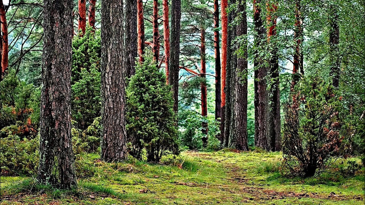 1 HOUR RELAXING NATURE SOUNDS|SOOTHING TROPICAL FOREST SOUND
