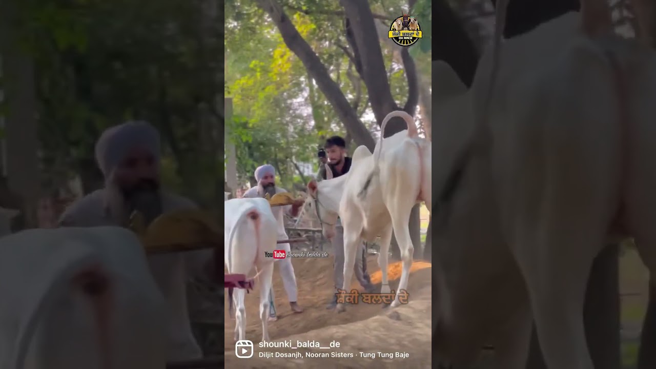 Halt Race • Ox Race • 2022 • Tung Tung • Punjab • Punjabi Culture