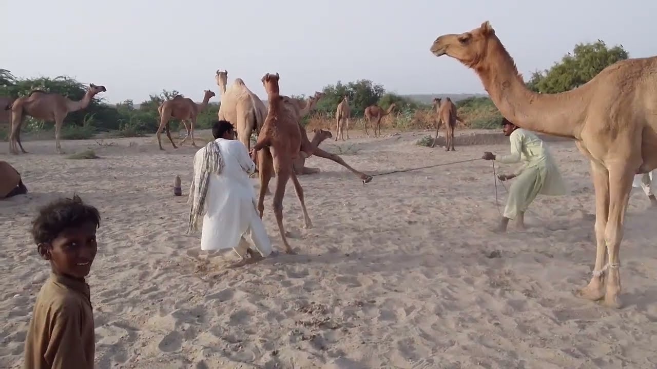 Beautiful camel video|Animal MatIng| Camel Video #animals #camel 