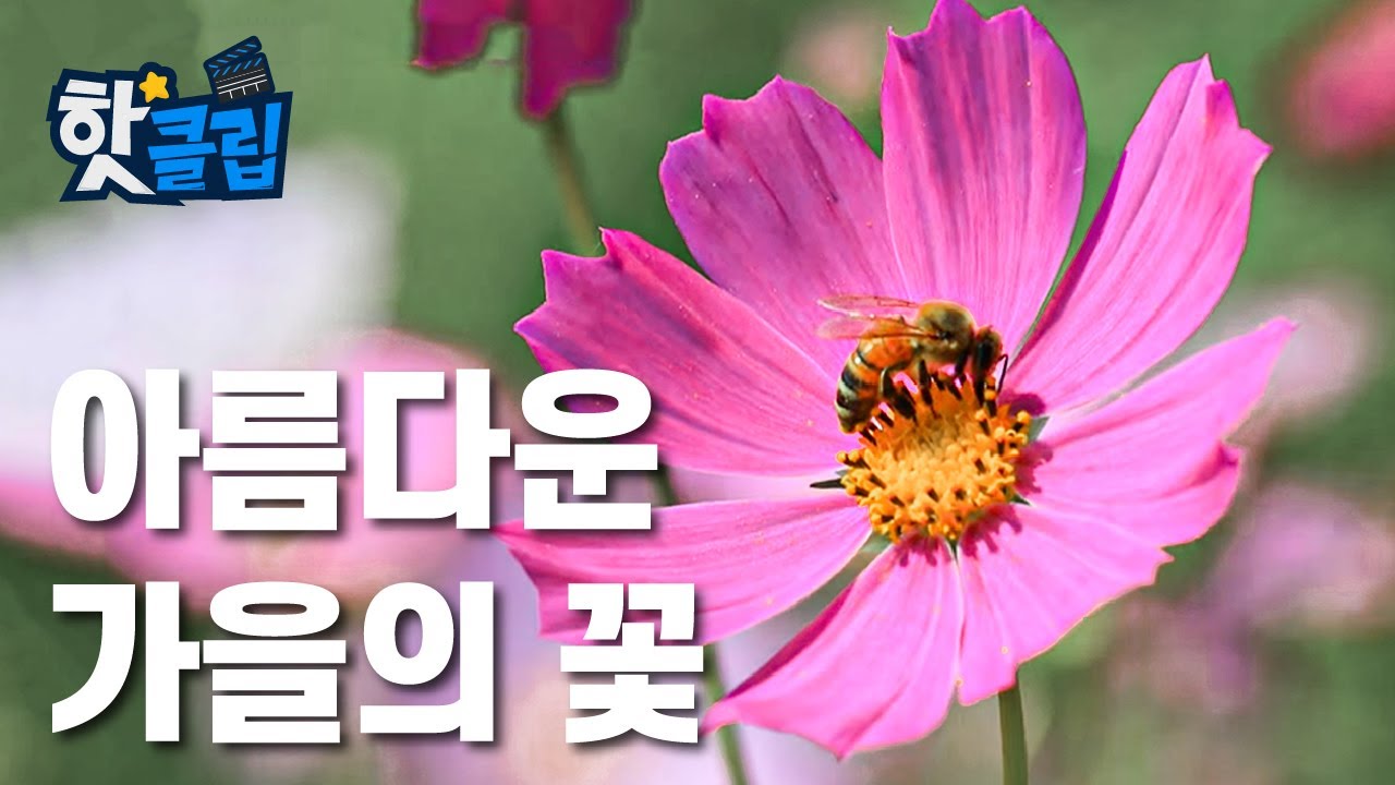 찰나의 계절을 함께 하는 꽃 [핫클립] / YTN 사이언스