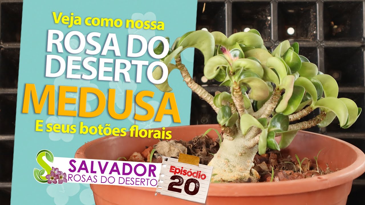 Nossas Rosas do deserto MEDUSAS DF continuam lindas