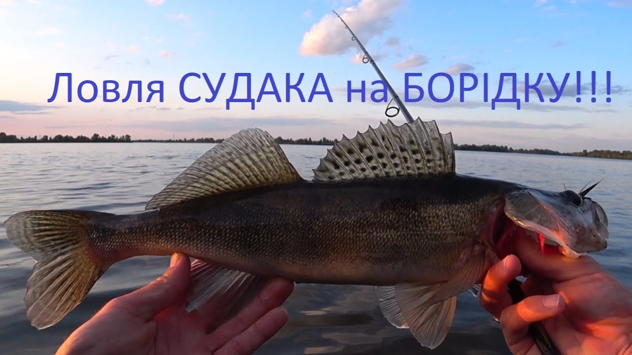Рибалка на Судака! Ловля Судака на Борідку!Ловля Судака на Дніпрі! Рибалка Київ 2025!