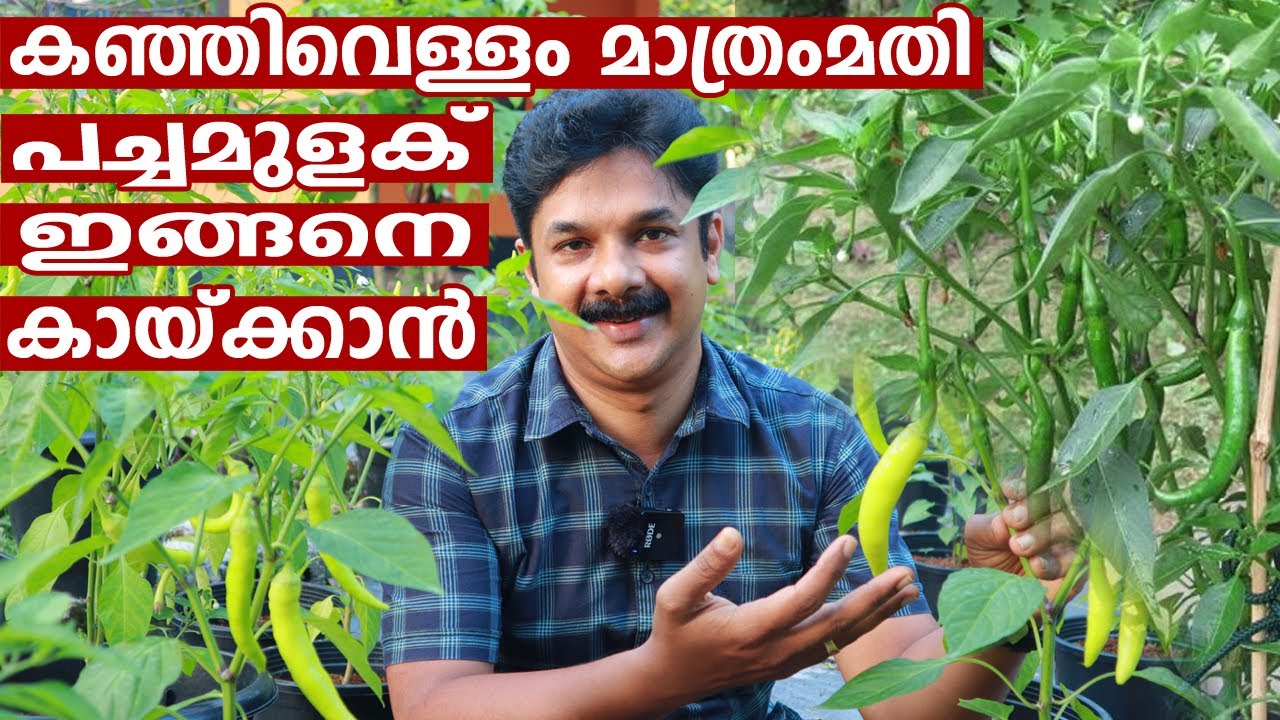 കഞ്ഞിവെള്ളം മാത്രം മതി പച്ചമുളകിന് 100 ഇരട്ടി വിളവ് ഉറപ്പ് | Rice water fertilizer