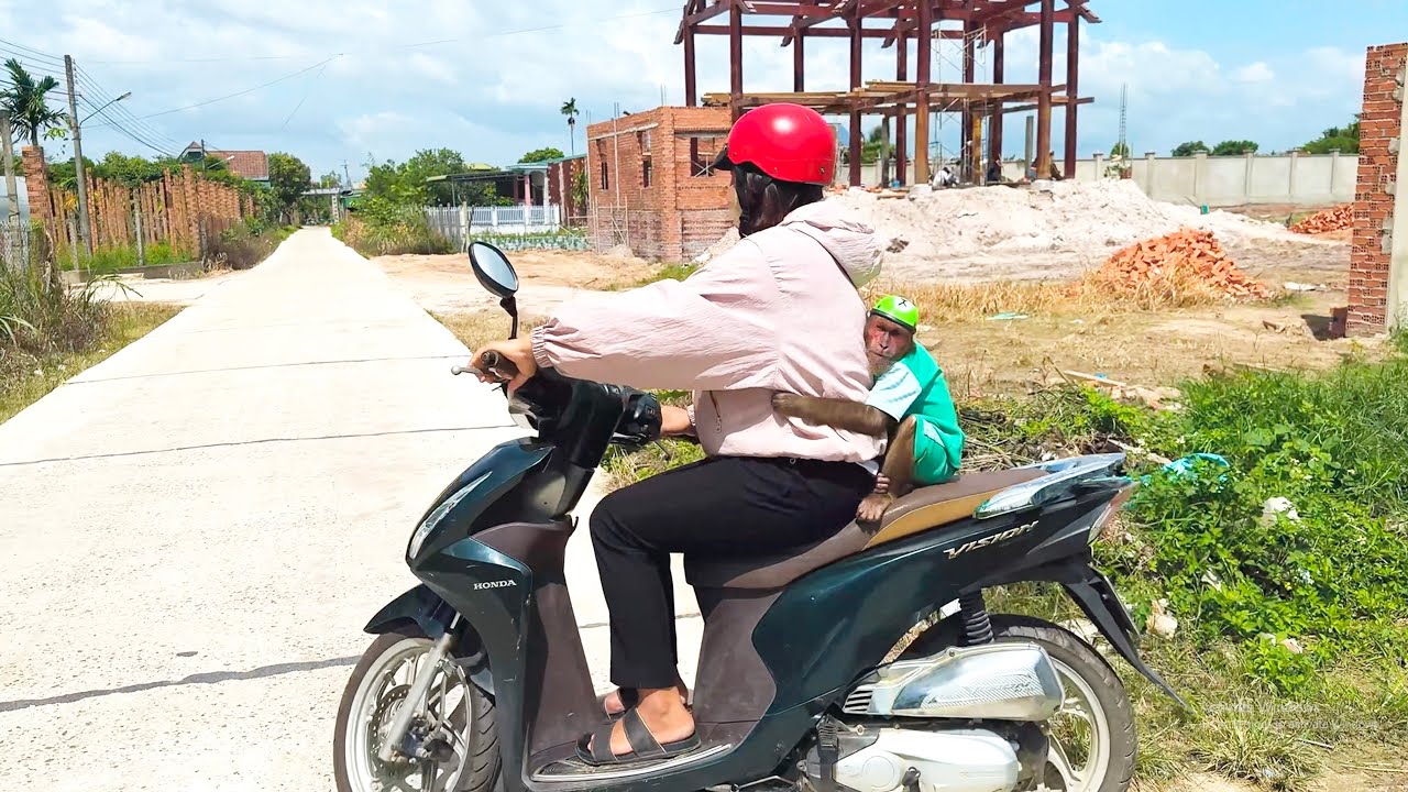 So Excited! CUTIS and Baby Monkey Ride with Mom to the Market