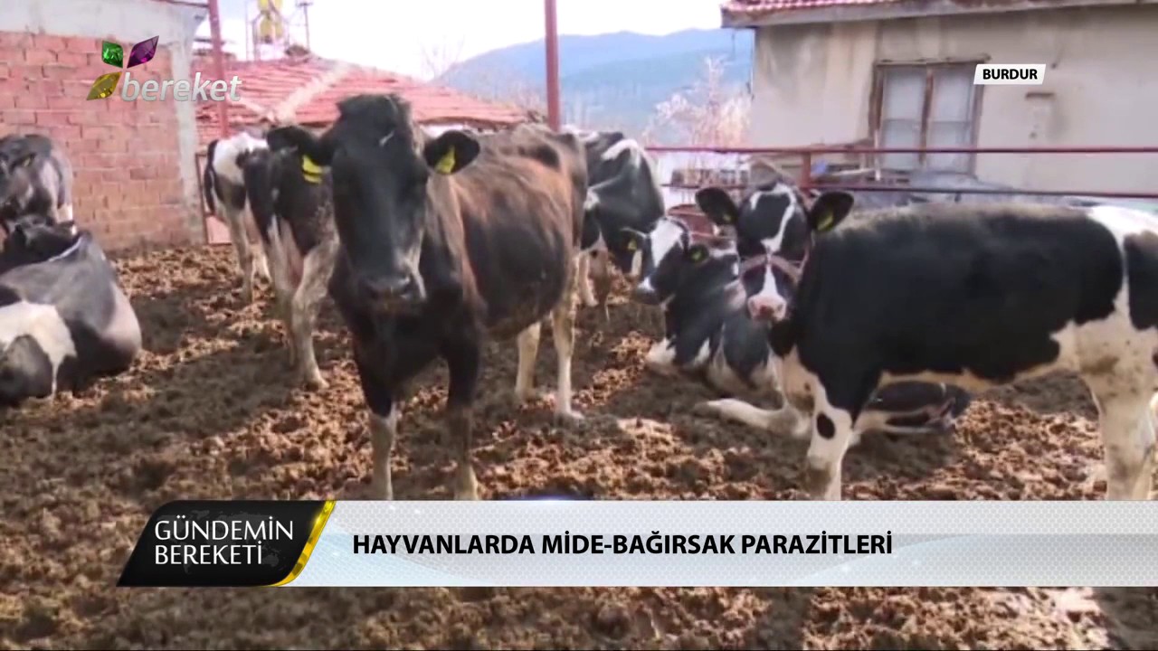 Hayvanlarda Mide - Bağırsak Parazitleri
