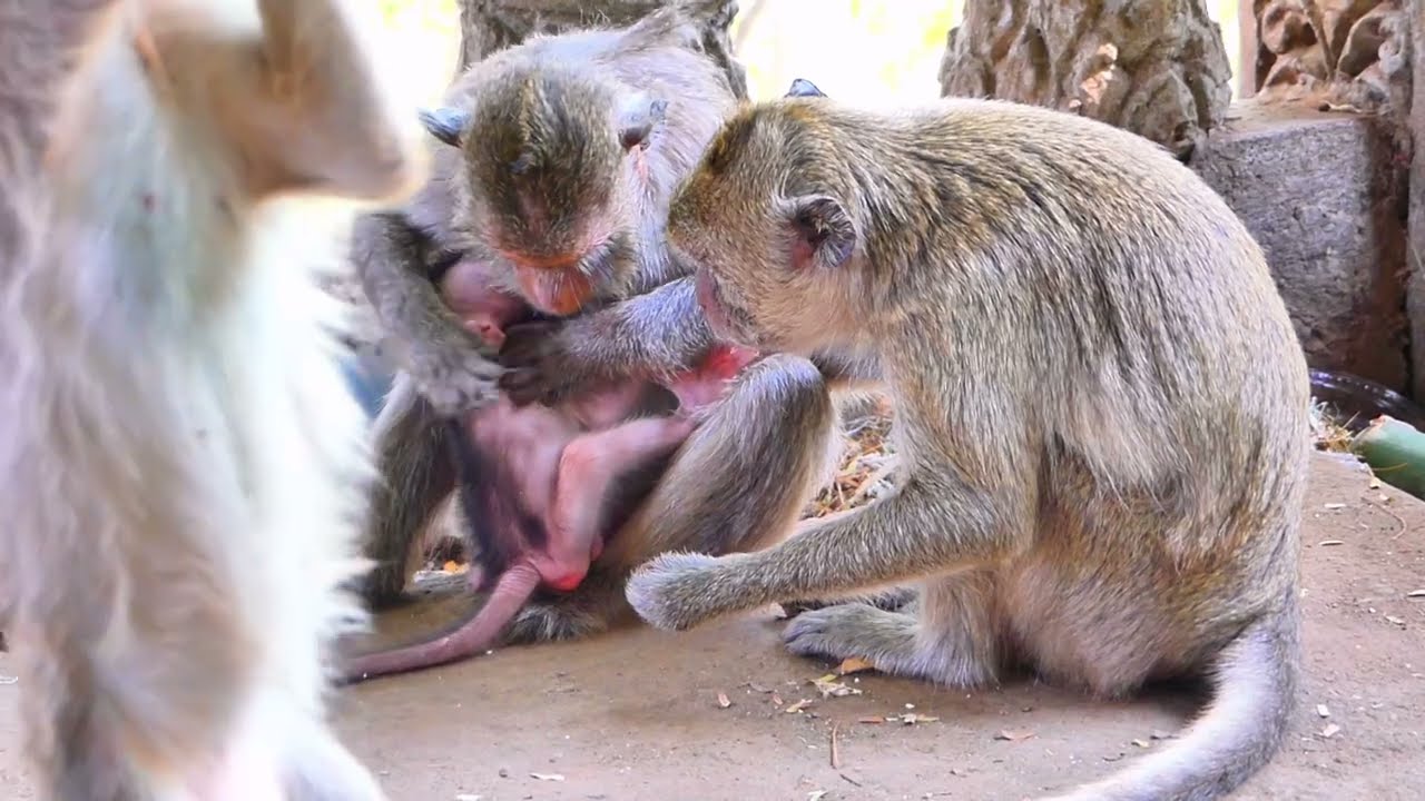 Monkey MARILY Welcomes New Baby LILA 🐒💖 | Animals Shelter Post.