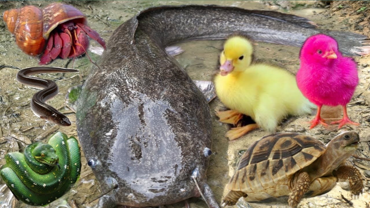Wow Amazing! Tangkap ikan lele besar, kura-kura, ikan toman, belut, Ayam, bebek, ular, biyawak,keong