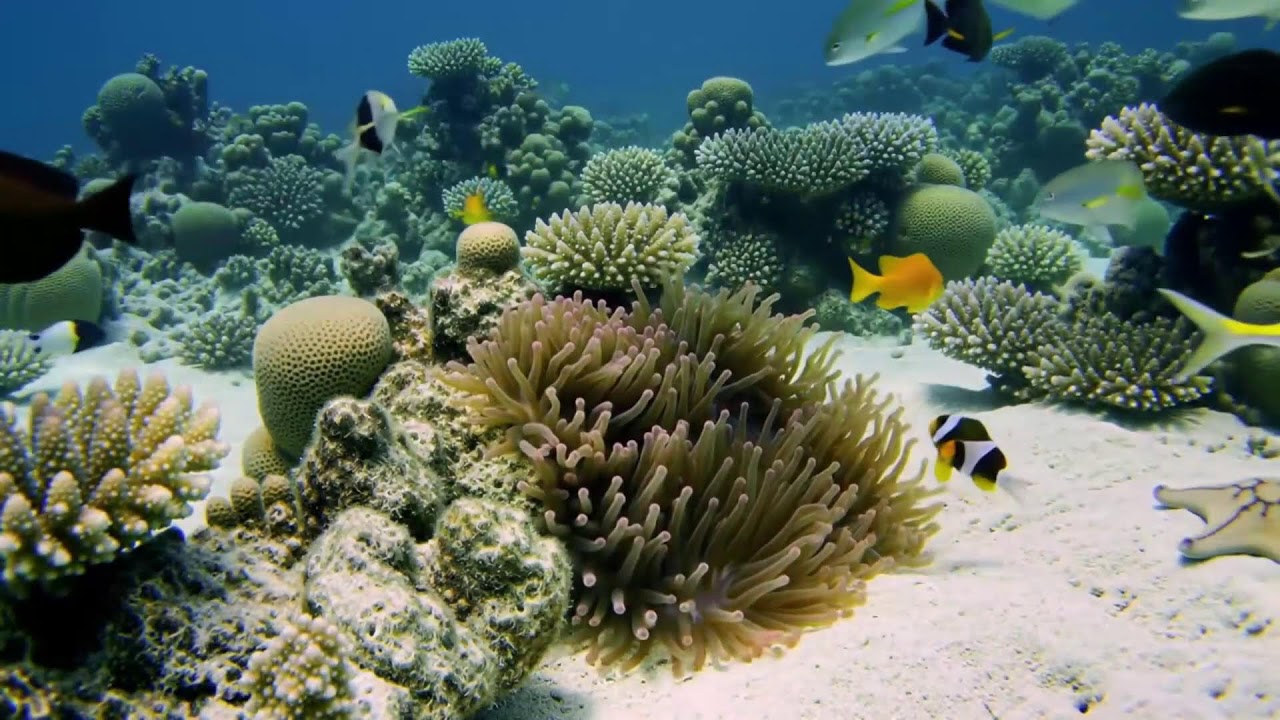 🌊 Underwater Paradise 4K – Beautiful Aquarium Fish with Relaxing Music for Sleep & Stress Relief