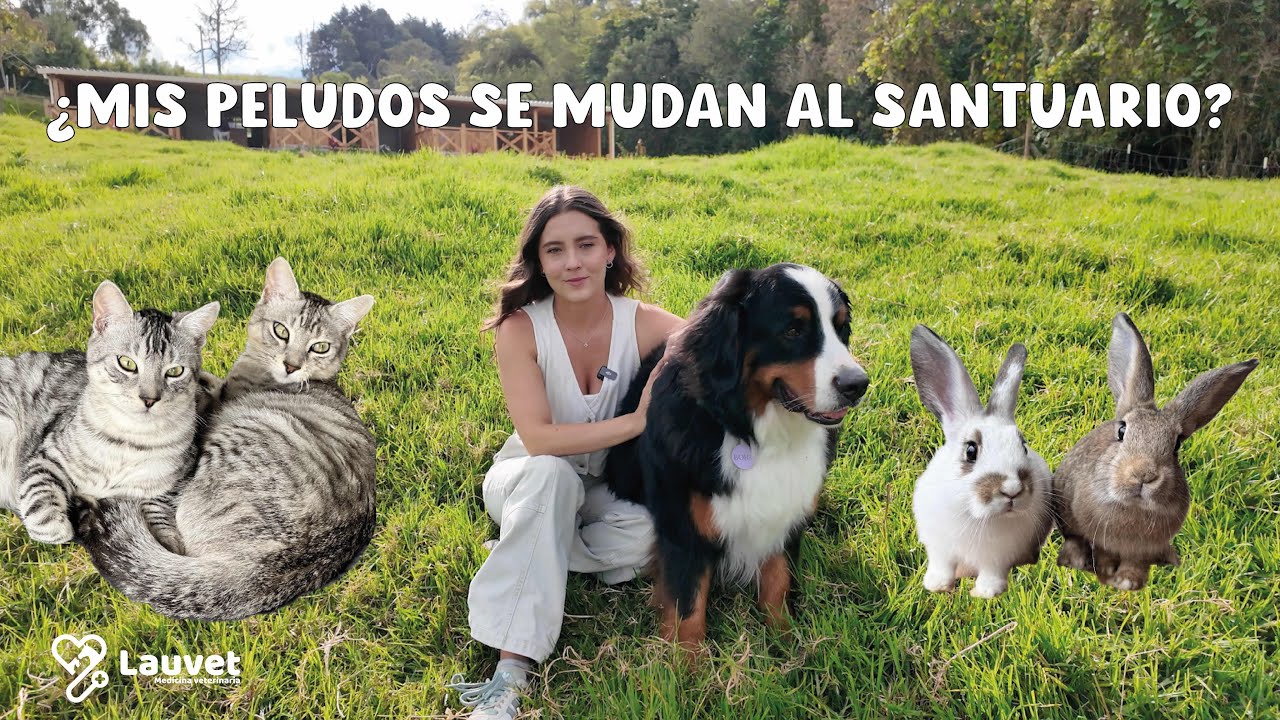¿Qué Pasará Con Mis Gatos y Conejos? | ¿Se Mudarán al Santuario? - Lauvet
