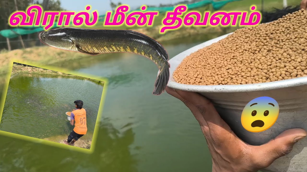 விரால் மீன் தீவனம்  தமிழ் வீடியோ 😨 #fishing #மீன் #video #viral #trending #fish 