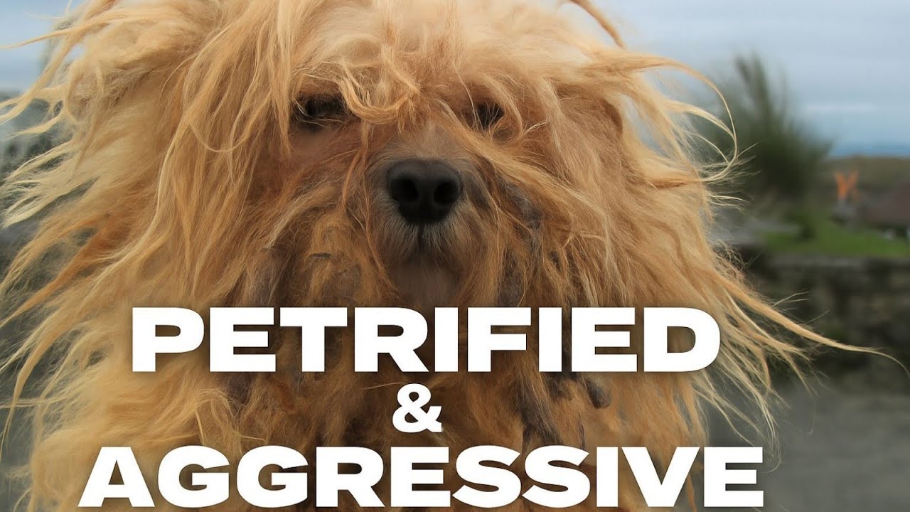 Terrified and Aggressive Dog Gets Calmed and Groomed | Rescue Grooming Tutorial