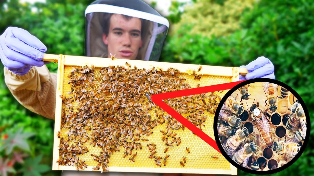 What is Beekeeping and How To Get Started?