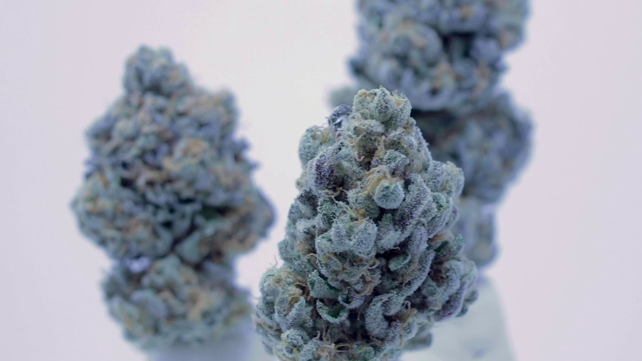 Sacred Plant  MAGIC MELON #cosmicplant #weed #cannabis #medicine #healing