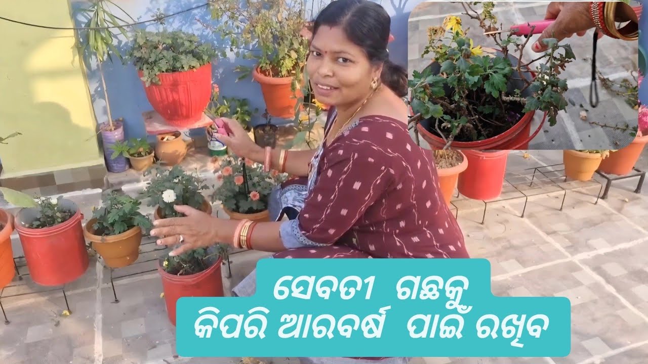 सूखे हुए गुलदाउदी के पौधे को अगले साल के लिए कैसे बचा कर रखे / Save Chrysanthemum for next Season