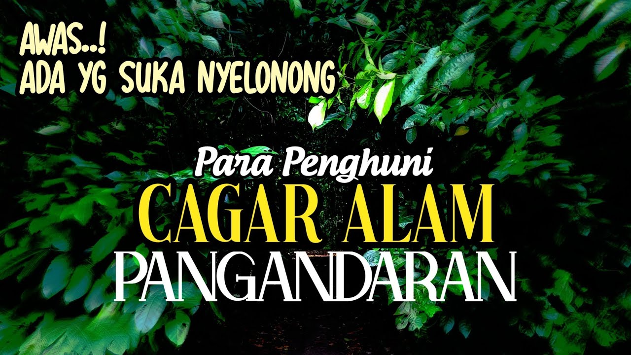 PARA PENGHUNI HUTAN PANANJUNG | CAGAR ALAM PANGANDARAN #cagaralampangandaran  #satwaliar #buas