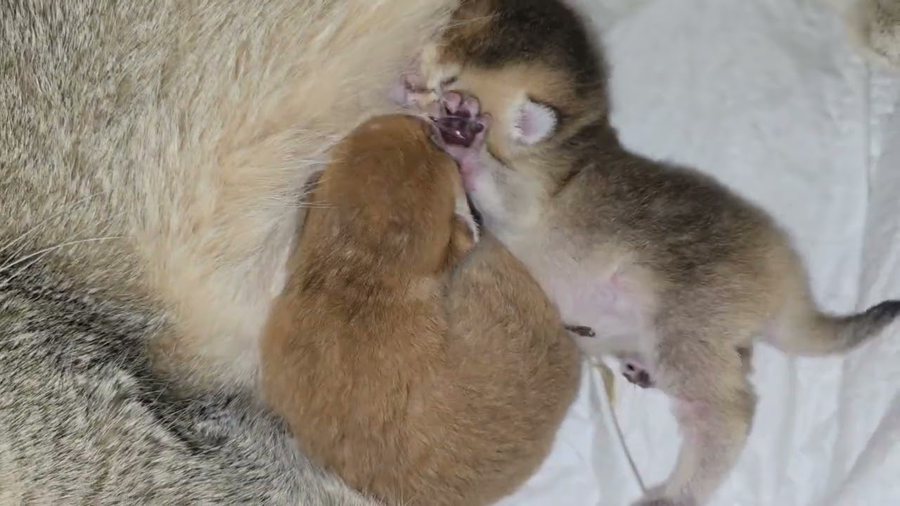 Day 4. Real Life Mother Cat Feeding Her Babies | Quiet & Peaceful