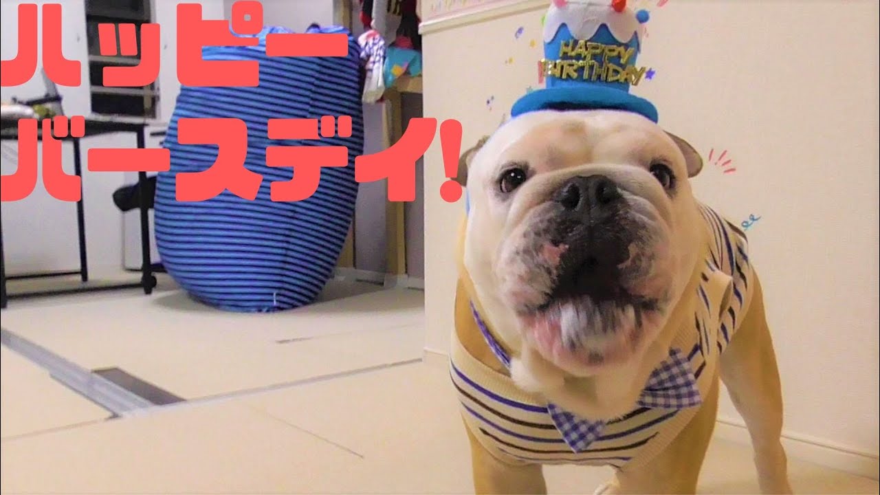 ぶるまる誕生祭！子犬からおじさんになるまでの1年の記録