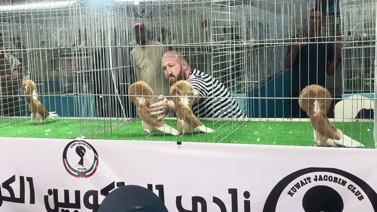 🇰🇼🇰🇼🇰🇼Kuwait show 13-2-2026