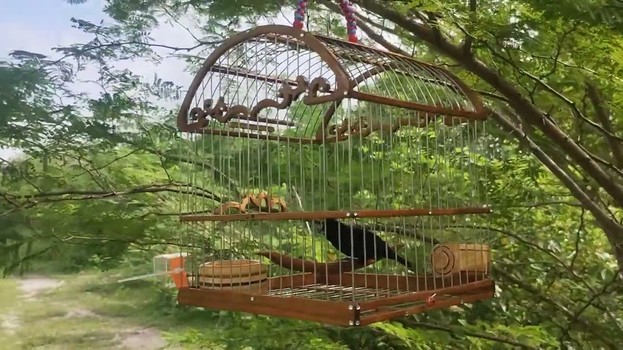 Chirrio cantando BARANOA en el monte 🔥