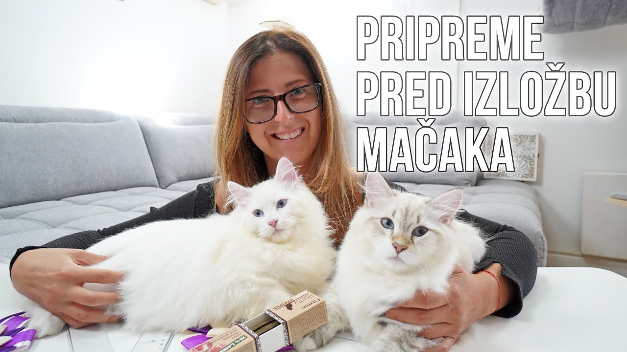 Vlog pred izložbu mačaka