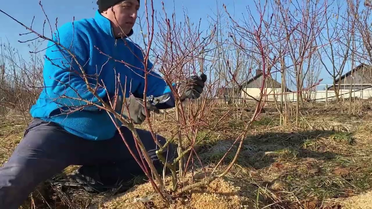 Обрізка Лохини. 